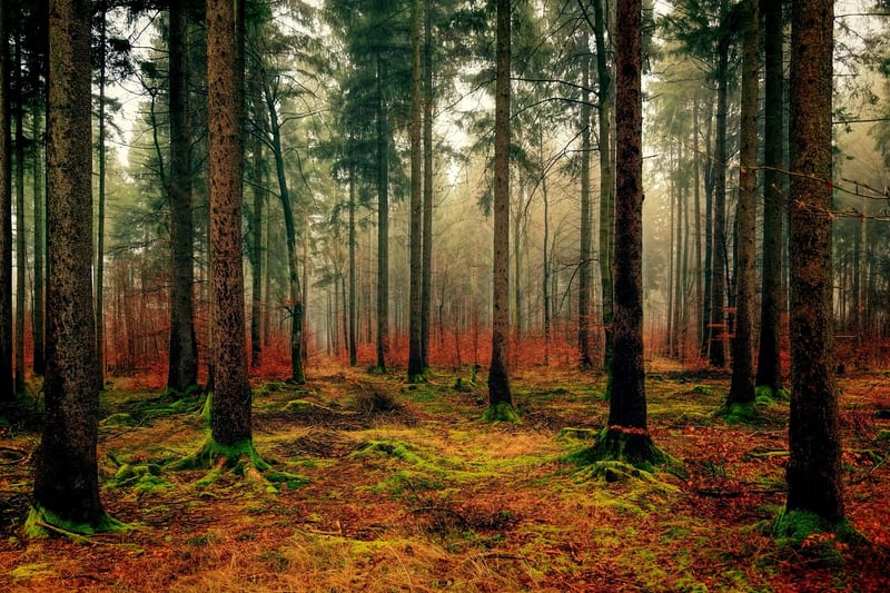 Mystical Forest