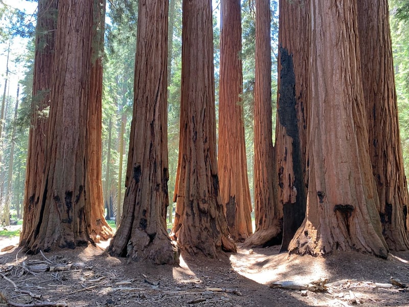 Ancient Redwood Forest, California